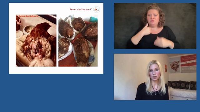 Komplex Tier • Rettet das Huhn e.V.: Niemand wär' so gern ein Huhn! смотреть онлайн
