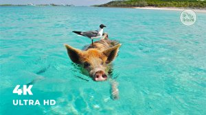 Звуки моря и крики чаек | Приятная музыка на фоне | Видео для медитации