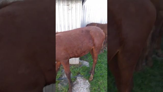 красивые жеребята)) смотреть онлайн