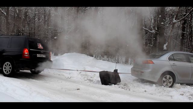 Субару форестер и митсубиси лансер 10 учебный выезд на природу зимой смотреть онлайн