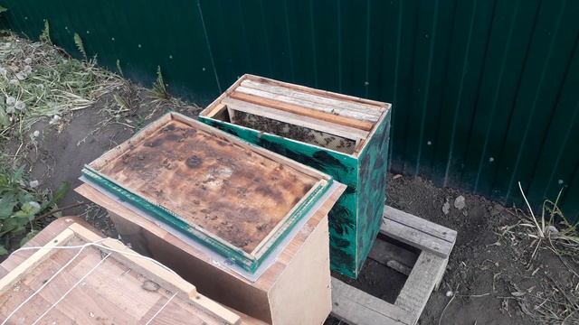 3 роя за один раз! Пересадка и объединение роёв смотреть онлайн