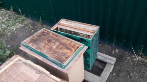 3 роя за один раз! Пересадка и объединение роёв