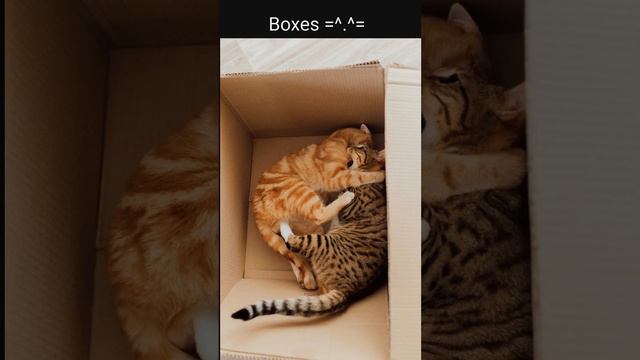 Top 5 Things Cat Love after Catnip and Planning Attacks смотреть онлайн