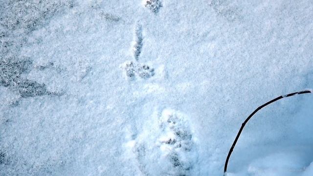 РЕЧНАЯ ВЫДРА Следы зверей смотреть онлайн