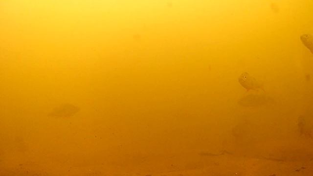 ИЩУ РЫБУ!!! ПЛОТИНА. Пришла большая вода, а где же рыба? Подводные съёмки. смотреть онлайн