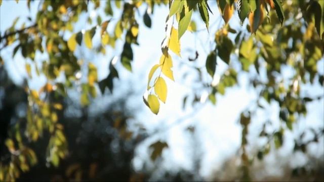 Отправив жену в командировку, зять делал всё, что ему вздумается с парализованной тёщей... смотреть онлайн