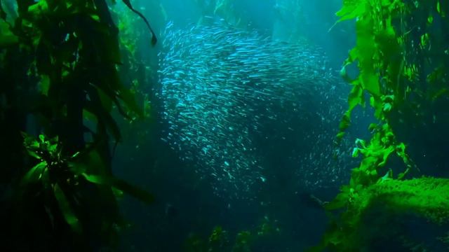 Under the Sea Ancient Mermaid Kelp Forest (Relax, Sleep, Entertainment, Educational, Study, Calm,4K смотреть онлайн