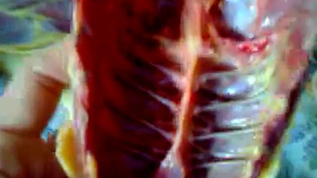 Обзор тушки-мясо петухов Юрловская голосистая №2 смотреть онлайн