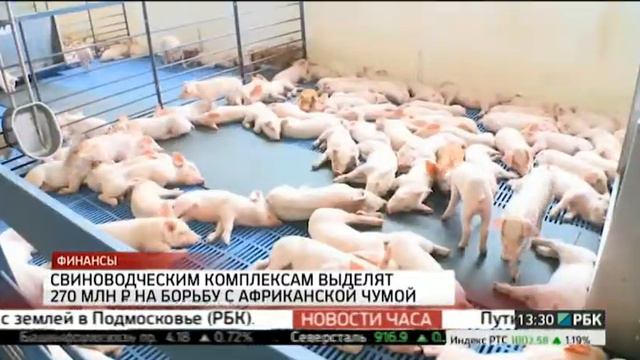 Свиноводческим комплексам выделят 270 млн руб. на борьбу с африканской чумой смотреть онлайн