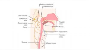 Лекция 20. Пищеварение. ЖКТ. Нормальная физиология.