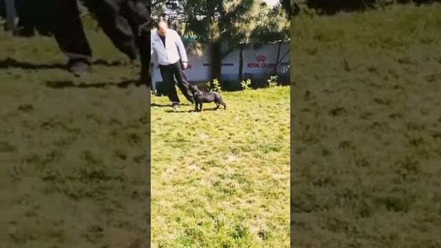 Щенок Ротвейлер бегает за своей игрушкой на верёвочке смотреть онлайн
