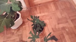 Инжир на балконе растет и завязывает плоды