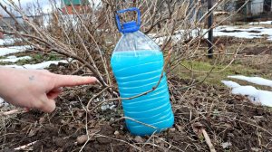 Самая важная первая обработка смородины весной.  +40% к урожаю ягод если её не пропустить.