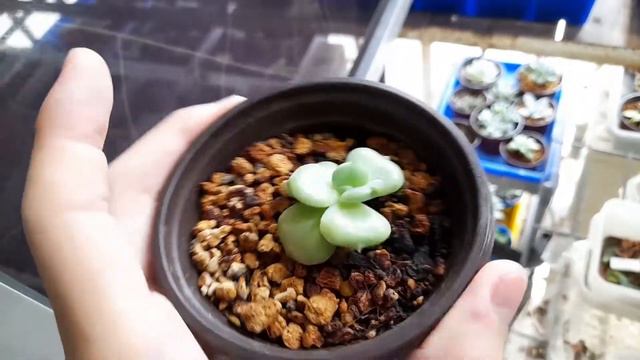 Succulent Unboxing Video #38 / Echeveria Peach Blossom  / Whilly