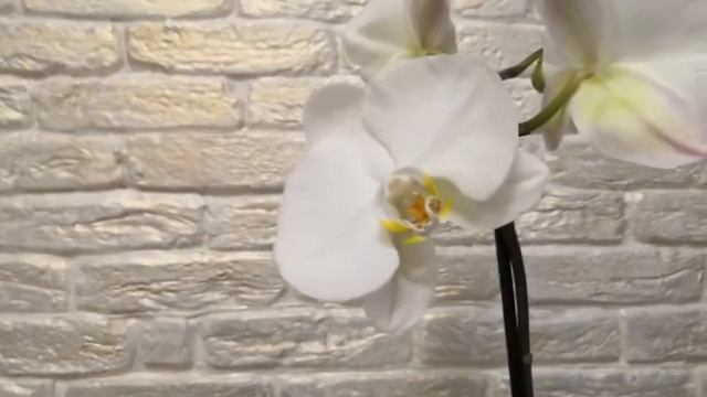 Отделение детки дендробиума Нобиле "Аполлон" и пересадка "Дамы Бланш" смотреть онлайн