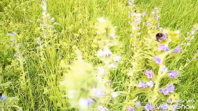 ЛЕТО ШМЕЛИ ЦВЕТЫ смотреть онлайн