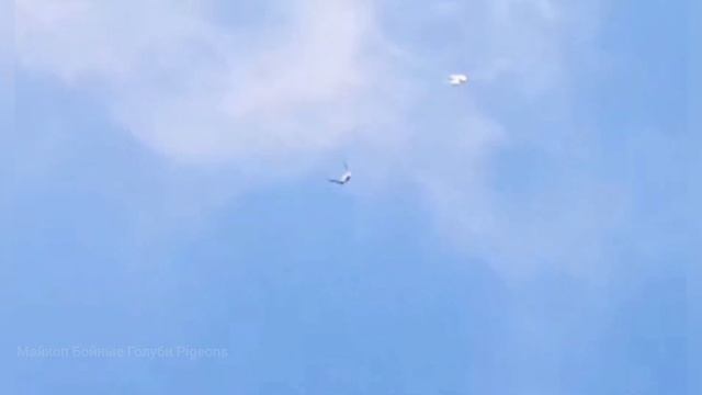 Сокол Сапсан Ястреб Тетеревятник ловят голубей. Falcon Peregrine Hawk Goshawk Are Catching Pigeons.