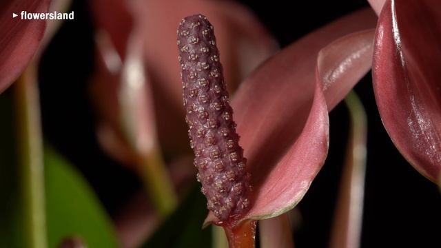 Антуриум андреанум 'Лилли' (Anthurium andreanum 'Lilli') смотреть онлайн