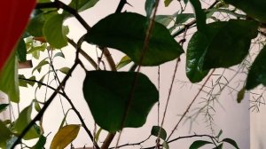 Что делать если не цветёт лимон, мандарин и другой цитрусовый?