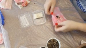 БУГЕНВИЛЛИЯ ИЗ СЕМЯН. Часть 2.