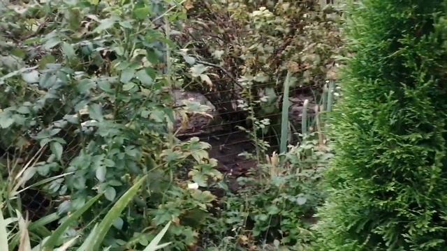 Новости с полей. Дача, август. смотреть онлайн