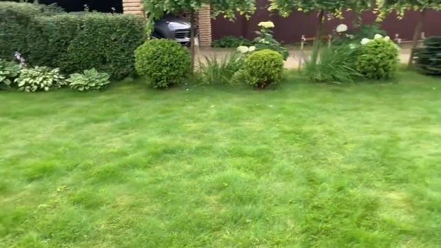 ?ХВОЙНО РОЗОВЫЙ САД! ГОРТЕНЗИЯ МЕТЕЛЬЧАТАЯ,ДРЕВОВИДНАЯ СОРТА УХОД! смотреть онлайн