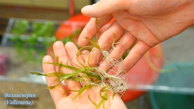 Запуск и оформление аквариума 20 литров (качество 4К) start aquarium смотреть онлайн