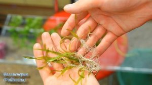 Запуск и оформление аквариума 20 литров (качество 4К) start aquarium