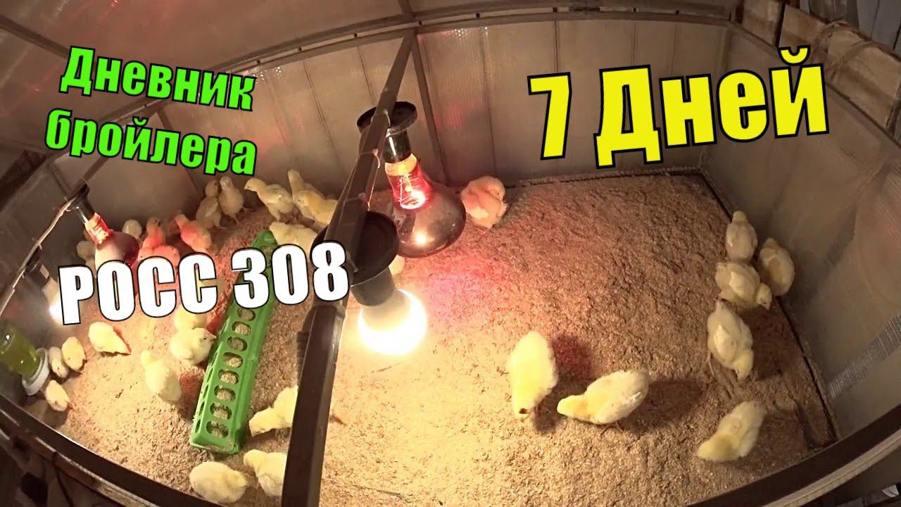 Цыплята бройлера РОСС 308 ( Семь Суток ) Динамика роста, кормление, содержание смотреть онлайн