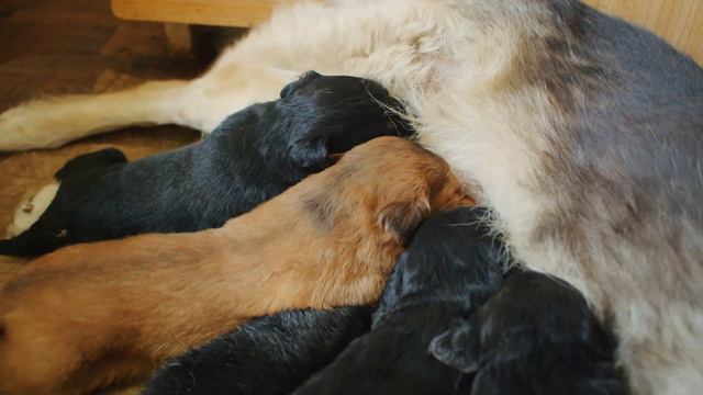 Cute Baby Animals 4K - Fun Wild Cute Animals With Relaxing Piano Music смотреть онлайн