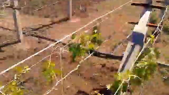 Развитие винограда и капельный полив смотреть онлайн