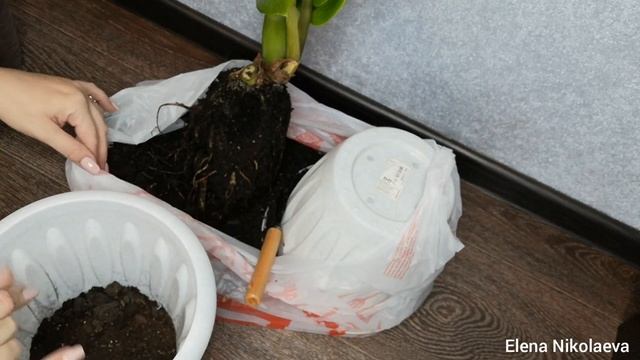 Пересадка Замиокулькаса, какой грунт выбрать, чтобы рос без проблем смотреть онлайн