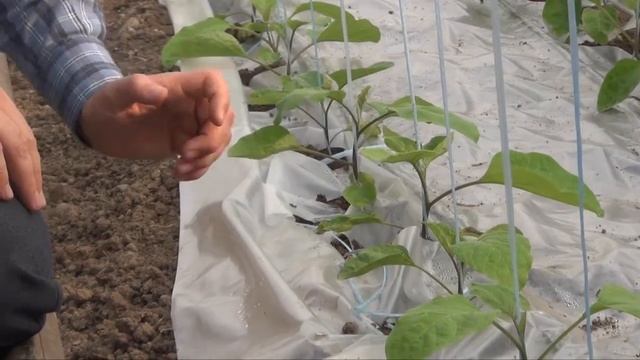 Баклажан "ФАБИНА" (вегетационый период) 05-01-2018 смотреть онлайн