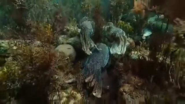 Каракатицы моллюски смотреть онлайн