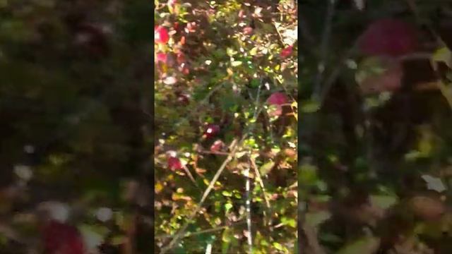 Клюква в Западной Сибири. смотреть онлайн