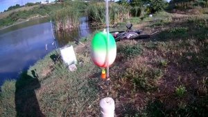 Рыбалка в Крыму. Курцы (Утиное). Карась, толстолоб.