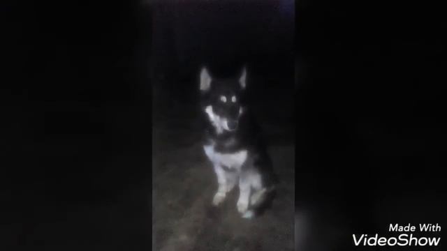 Сегодня в 3:30 перестало биться сердце у моего щенка(((... В честь его я создал это видео... смотреть онлайн