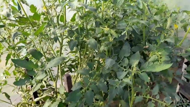 #РукоделиеотГалины Почему нет завязи на помидорах🍅🍅🍅 смотреть онлайн