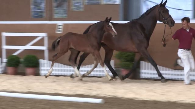 Katalog 18 - 2. Internat Fohlenauktion 2014 der Hengststation Hell und des Stalles Björn Nagel смотреть онлайн