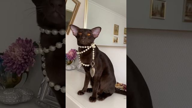 Ориентальная кошка🐈⬛l Ориентал примеряет фамильные сокровищаlСмешные котыlПриколы с котами😂 смотреть онлайн