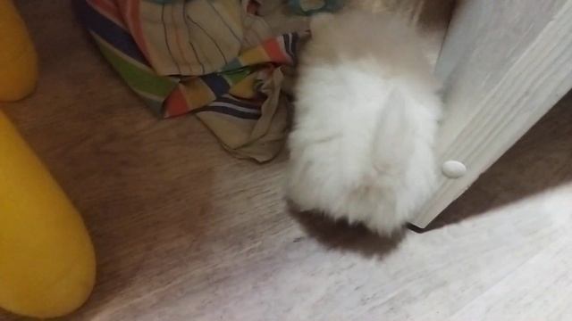 Как подросли щенки шпицы Дзержинск Нижегородская область. Продаю щенков смотреть онлайн