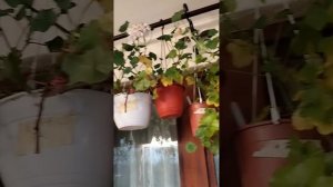 Плюшечки, плющелистные пеларгонии.