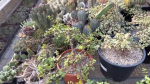 Портулакария афра (Portulacaria afra) и ее пестролистные формы. Отличное растение для бонсай