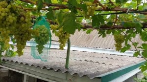 Виноград «Долгожданный»