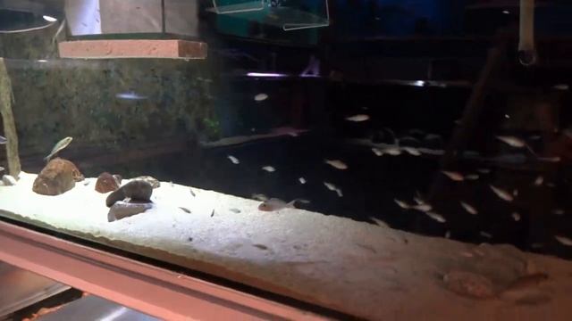 Asprotilapia leptura Fry in the pasture смотреть онлайн