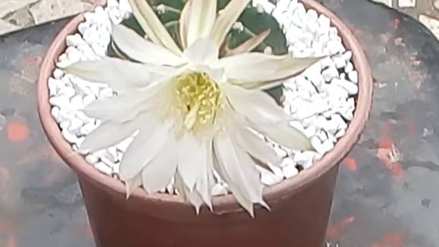 Meu cacto echinopsis com flor смотреть онлайн