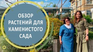 Растения для каменистого сада