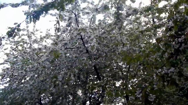 VLOG: Шведский чай, гуляем. Учим шведский - сериалы и блоги. смотреть онлайн