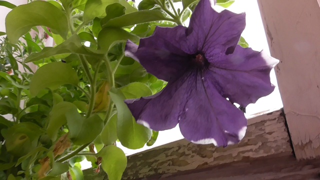 Цветёт цветок петуния в июне, синие цветы