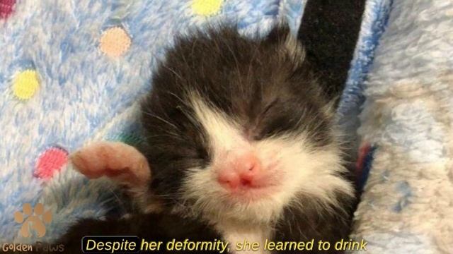 Six Little Kittens Cried Outside After Heavy Rainfall смотреть онлайн